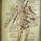 Illustration for article titled A Brief History of the Body Told Through 10 Eye-Popping Drawings